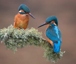 Two birds branch moss head - moss free wallpaper