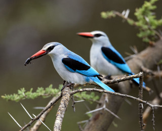 Two birds branch needles blurry - a branch of a tree free wallpaper