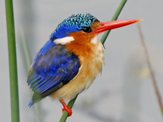Colorful bird green stem red - a green stem free wallpaper