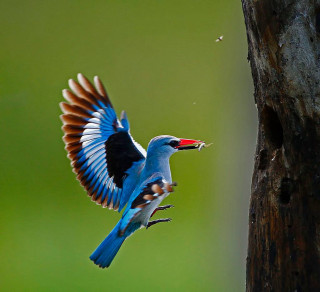 Bird red beak flying tree - its mouth free wallpaper