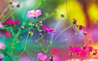 Flowers grass blurry background impressionist - a blurry background of the grass free wallpaper