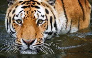 Tiger walking water looking distance - a tiger free wallpaper