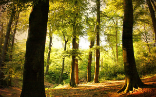 Forest trees leaves path painting - a painting of a forest free wallpaper