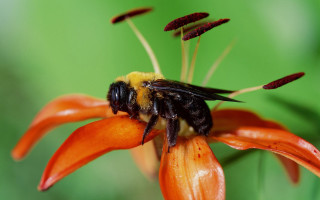 Bee flower pollen green background - a bee free wallpaper