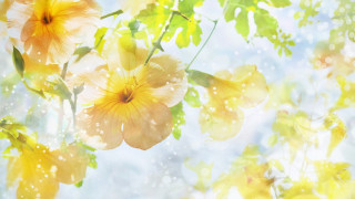 Yellow flowers tree branch sunlight - water droplet free wallpaper