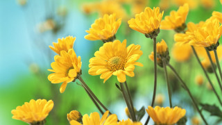Yellow flowers blurry background green - blue sky in the background free wallpaper