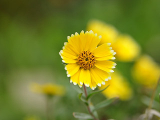 Yellow flower green background blurry 2 - a yellow flower free wallpaper