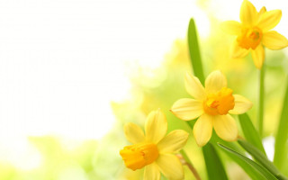 Yellow flowers green stems white - a blurry image of the flowers free wallpaper