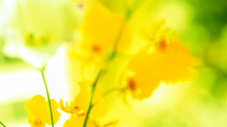 Yellow flower macro autumn sunset - a yellow flower free wallpaper
