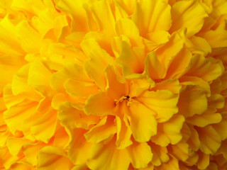 Yellow flower closeup black background 4 - a black border free wallpaper