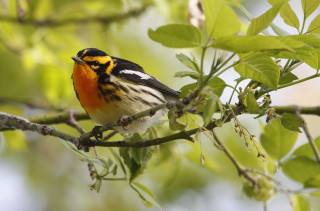 Bird branch tree leaves yellow - its chest free wallpaper
