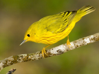 Yellow bird perched branch forest - a yellow bird free wallpaper
