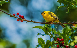 Yellow bird branch tree berries 3 - a yellow bird free wallpaper