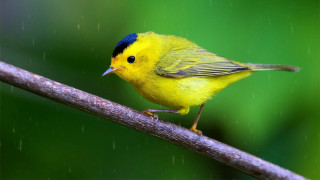 Yellow bird blue eyes branch - a yellow bird free wallpaper
