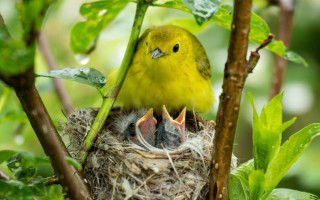 Yellow bird open beak nest - a yellow bird free wallpaper