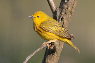 Yellow bird perched branch tree 3 - a yellow bird free wallpaper