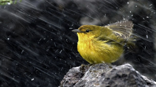 Yellow bird rock rain wings - a yellow bird free wallpaper