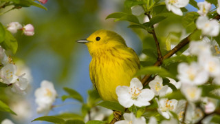 Yellow bird tree white flowers - white flower free wallpaper