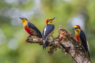 Colorful birds perched forest background - a tree branch in a forest area free wallpaper
