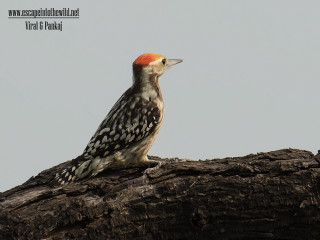 Red head bird tree branch - don arday free wallpaper