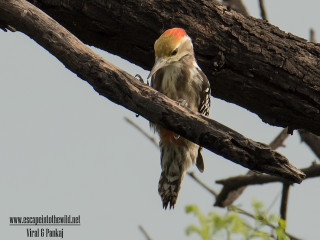 Bird perched tree branch sky - a branch of a tree free wallpaper