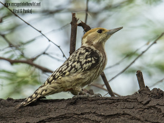 Bird perched branch tree sky - a few branch free wallpaper