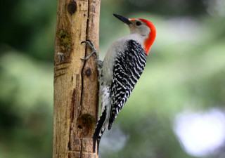 Red white bird tree trunk - upper body free wallpaper