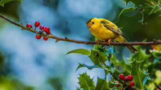 Yellow bird branch tree berries 2 - a yellow bird free wallpaper