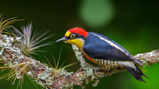 Colorful bird lichen needles wildlife - a branch of a tree free wallpaper