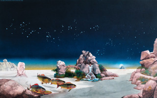 Fish swimming pond water rocks - rock and boulders free wallpaper