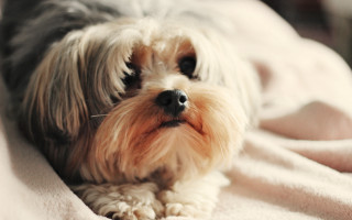 Small dog blanket bed tilt - canon 5 0 mm free wallpaper