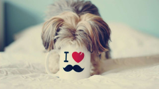 Dog coffee mug bed pillow - its mouth free wallpaper