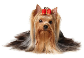 Dog bow sitting head turned - brenda chamberlain free wallpaper