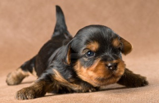 Small black brown dog couch - a black nose free wallpaper