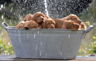 Dogs bucket water spraying group - water free wallpaper