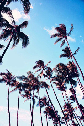 Palm trees blowing wind sunny - palm tree free wallpaper