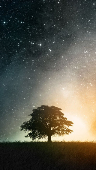 Lone tree night sky stars - free sky wallpaper