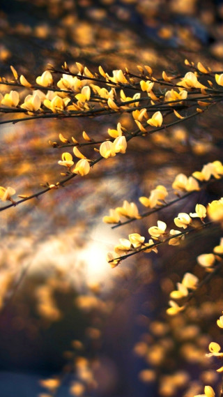 Yellow flowers sunlight tree branch - a tree branch free wallpaper