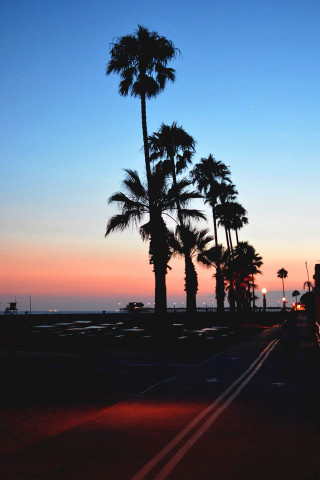 Truck driving palm trees sunset - palm tree free wallpaper