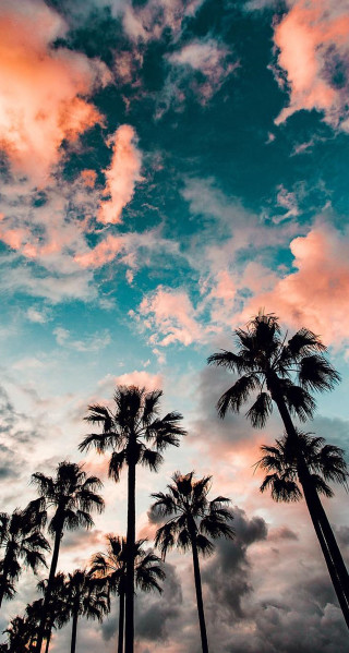 Palm trees cloudy sky pink - palm tree free wallpaper
