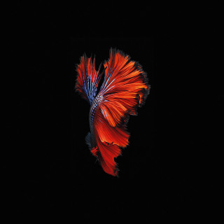 Red blue fish dark water - andreas gursky free wallpaper
