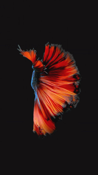 Red blue fish floating dark - amano free wallpaper