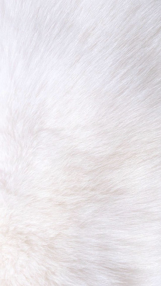 White fur black background white - furry free wallpaper
