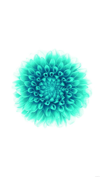 Blue flower white background image - a green center free wallpaper