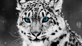 Snow leopard blue eyes snowflakes 2 - blue eye free wallpaper