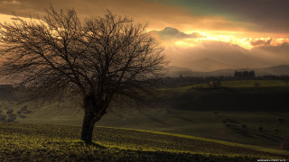 Tree field mountain sunset clouds - a few cow free wallpaper