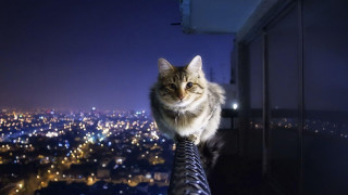 Cat sitting building night city - symmetric balance free wallpaper