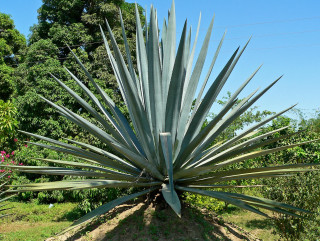Large plant long leaves ecological - thin free wallpaper