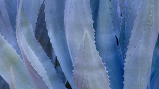 Large leaves blue white plant - a close up of a plant free wallpaper