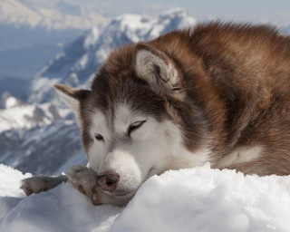 Husky sleeping snow mountain top - a husky dog free wallpaper